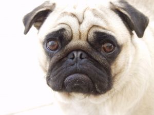 Sad Pug